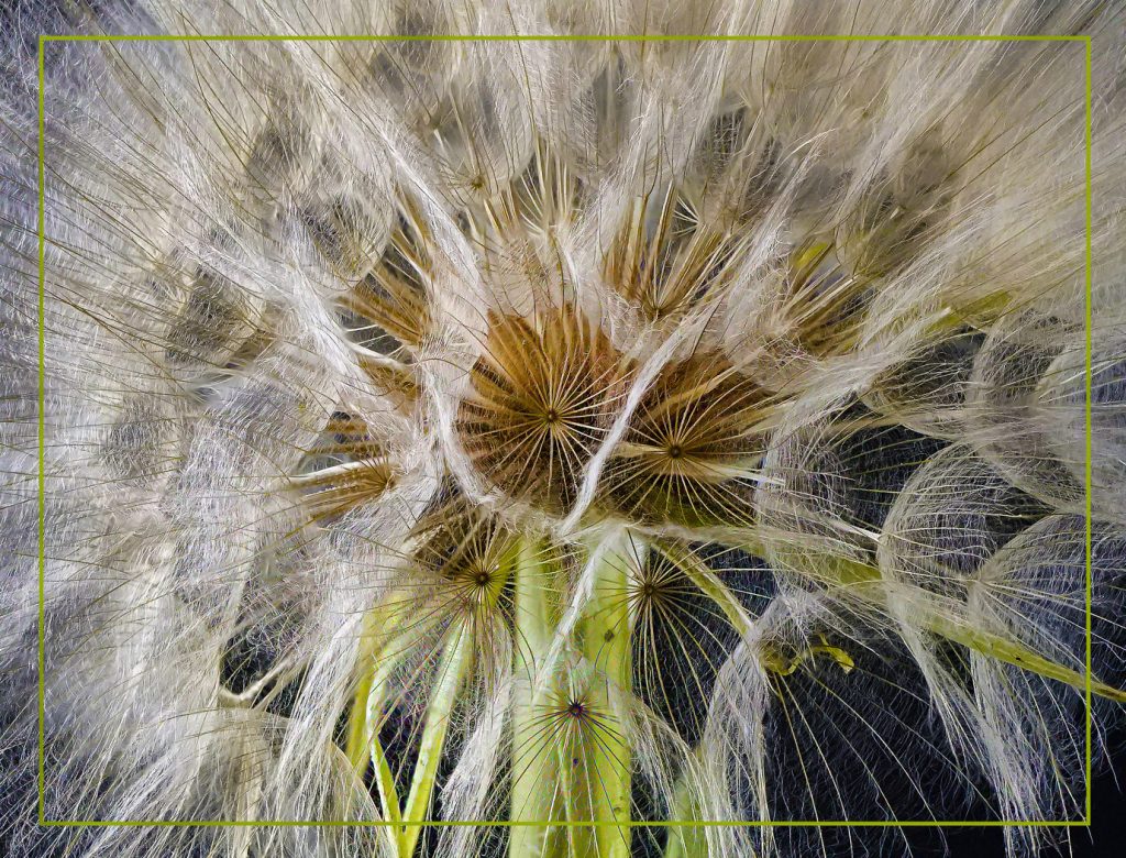 Detailed - Neal Thompson